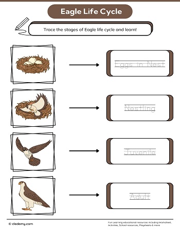 Eagle Life Cycle Word Tracing