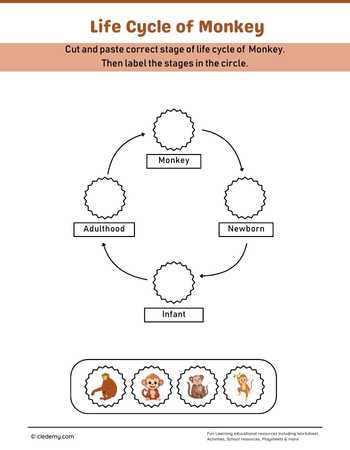 Monkey Life Cycle Cut and Paste Activity