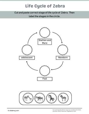 Zebra Life Cycle Cut and Paste Activity