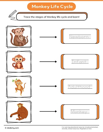 Monkey Life Cycle Word Tracing