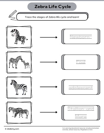 Zebra Life Cycle Word Tracing