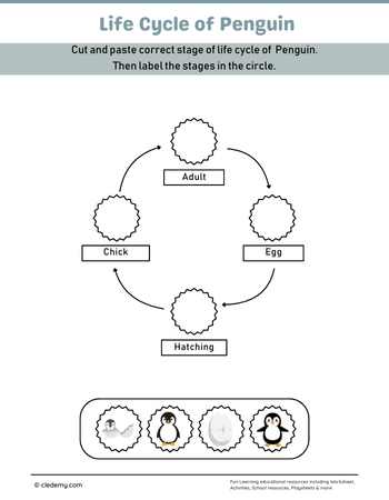 Penguin Life Cycle Cut and Paste Activity