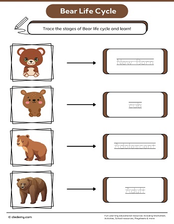 Bear Life Cycle Word Tracing