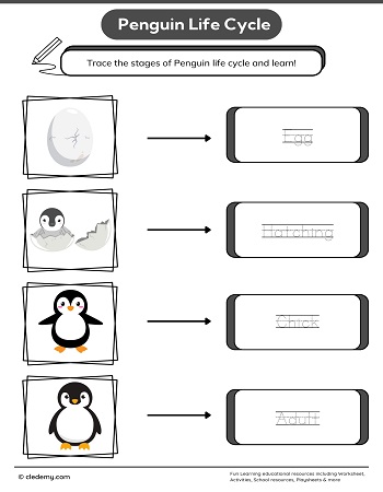 Penguin Life Cycle Word Tracing