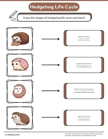 Hedgehog Life Cycle Word Tracing