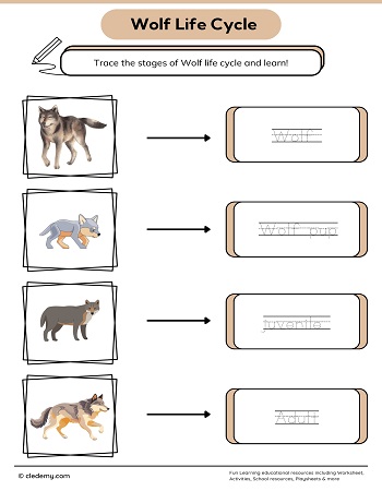 Wolf Life Cycle Word Tracing
