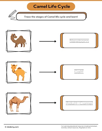 Camel Life Cycle Word Tracing