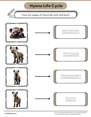 Hyena Life Cycle Word Tracing