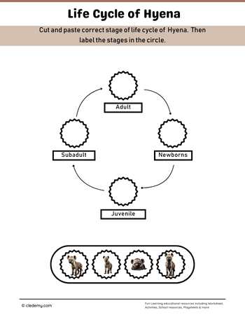 Hyena Life Cycle Cut and Paste Activity