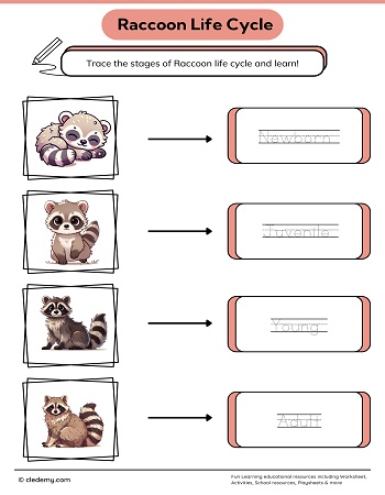 Raccoon Life Cycle Word Tracing