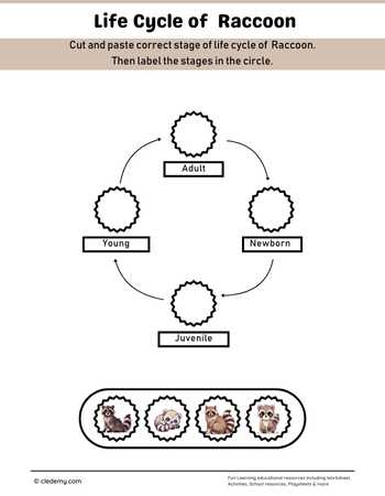 Raccoon Life Cycle Cut and Paste Activity