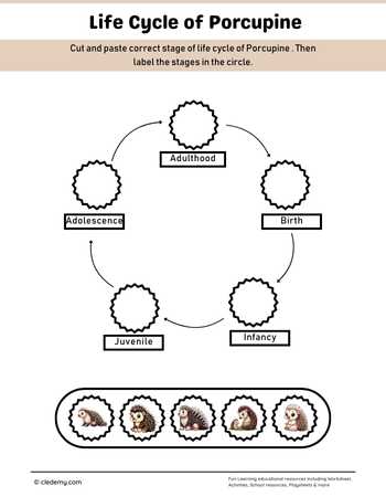 Porcupine Life Cycle Cut and Paste Activity