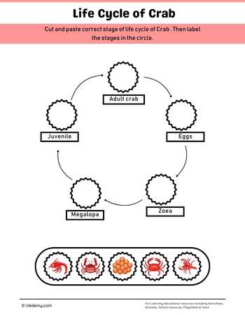 Crab Life Cycle Cut and Paste Activity