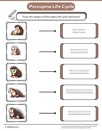 Porcupine Life Cycle Word Tracing