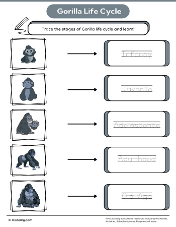 Gorilla Life Cycle Word Tracing