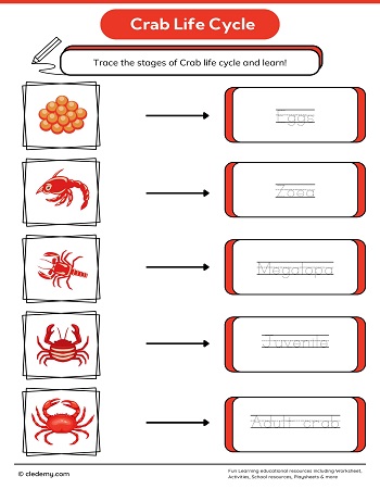 Crab Life Cycle Word Tracing