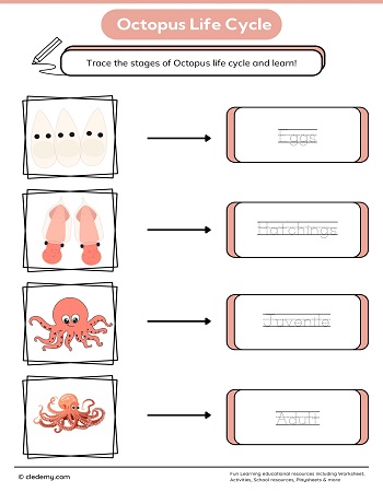 Octopus Life Cycle Word Tracing