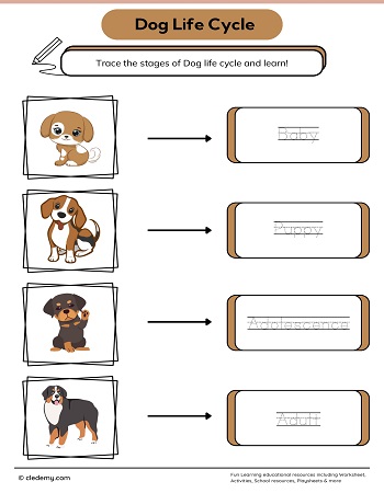 Dog Life Cycle Word Tracing