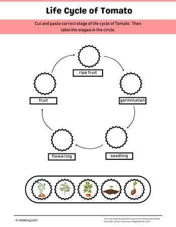 Tomato Life Cycle Cut and Paste Activity