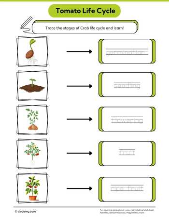 Tomato Life Cycle Word Tracing