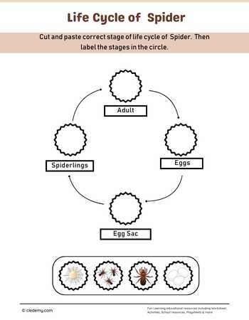 Spider Life Cycle Cut and Paste Activity