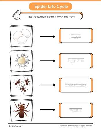 Spider Life Cycle Word Tracing