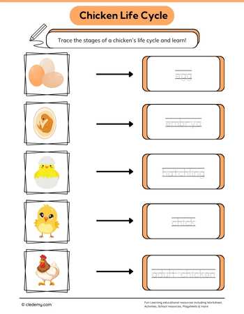 Chicken Life Cycle Word Tracing
