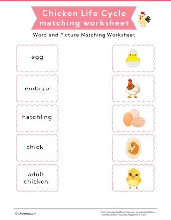 Chicken Life Cycle Word and Picture Matching