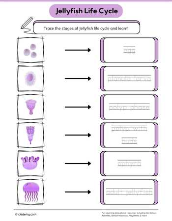 Jellyfish Life Cycle Word Tracing