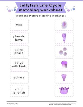 Jellyfish Life Cycle Word and Picture Matching