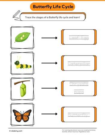 Butterfly Life Cycle Word Tracing
