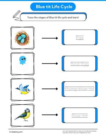 Blue Tit Life Cycle Word Tracing