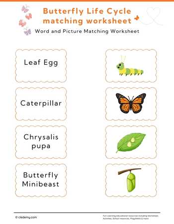 Butterfly Life Cycle Word and Picture Matching