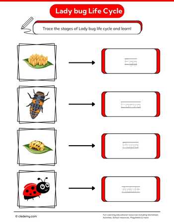 Lady bug Life Cycle Word Tracing