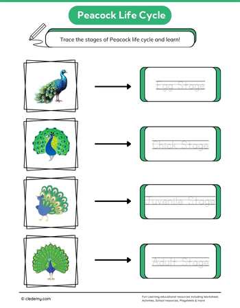 Peacock Life Cycle Word Tracing
