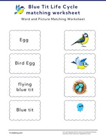 Blue Tit Life Cycle Word and Picture Matching