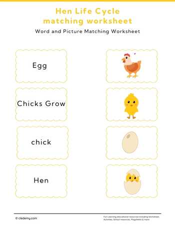 Hen Life Cycle Word and Picture Matching