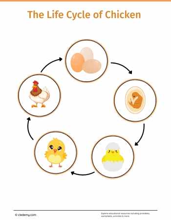 The Life Cycle of a Chicken: Learn and Write
