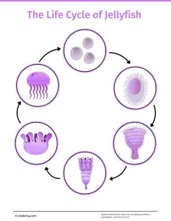 The Life Cycle of a Jellyfish: Learn and Write
