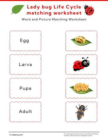 Lady Bug Life Cycle Word and Picture Matching