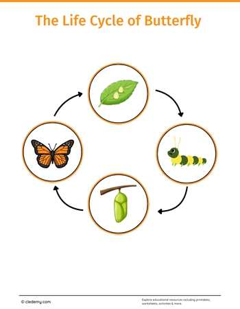 The Life Cycle of a Butterfly: Learn and Write