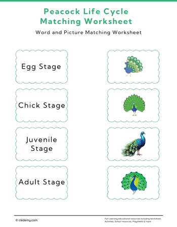 Peacock Life Cycle Word and Picture Matching