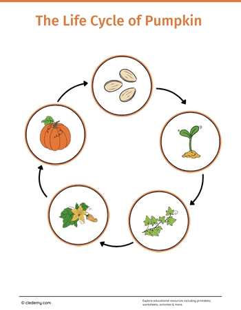 The Life Cycle of a Pumpkin: Learn and Write