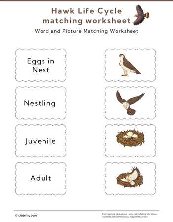 Hawk Life Cycle Word and Picture Matching