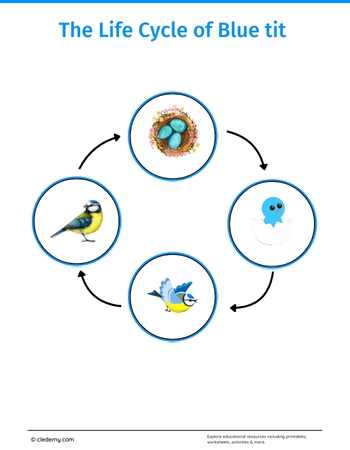 The Life Cycle of a Blue Tit: Learn and Write