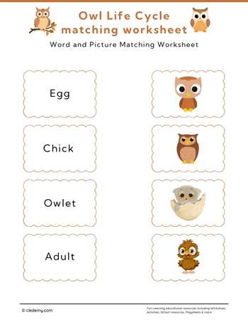 Owl Life Cycle Word and Picture Matching
