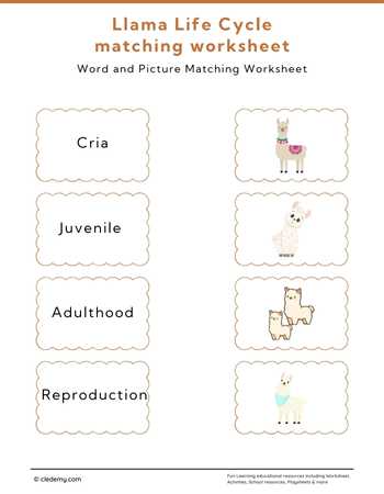 Llama Life Cycle Word and Picture Matching