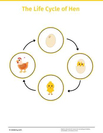 The Life Cycle of a Hen: Learn and Write