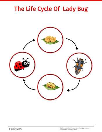 The Life Cycle of a Lady Bug: Learn and Write