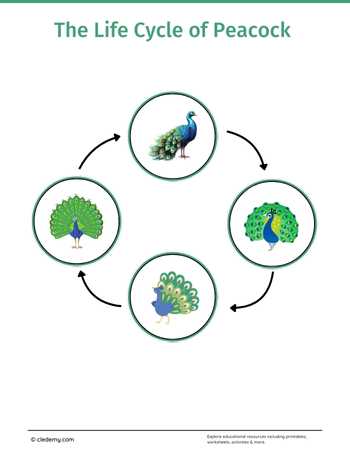The Life Cycle of a Peacock: Learn and Write